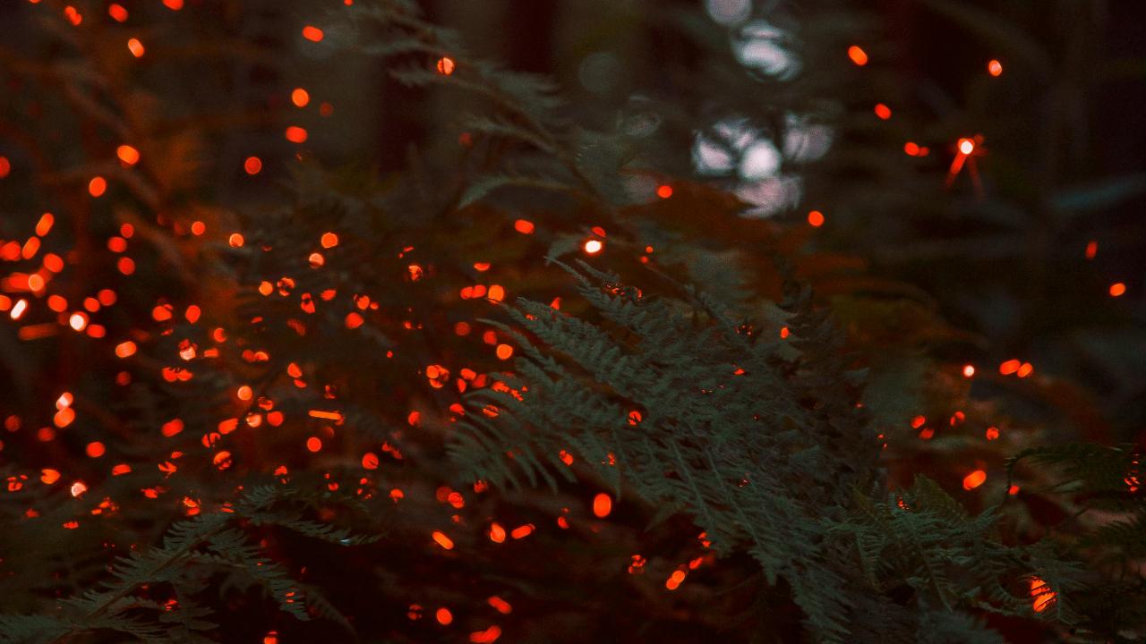 FireBonfires and open, live barbecue dinners have no place in the firefly sites. The smoke drives fireflies away