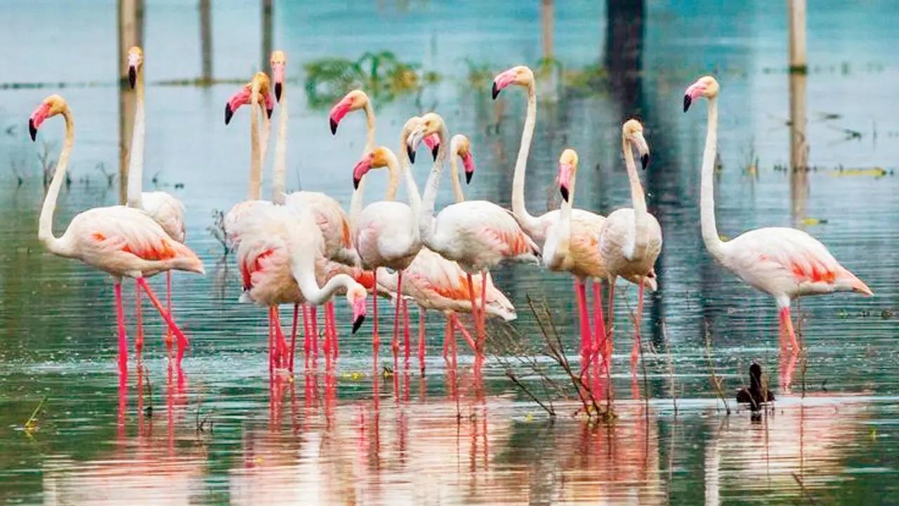 It&rsquo;s the time to fla-mingleSit back, relax, and take a break from the horrors of the AQI levels in the city, get in touch with nature and go on this Flamingo Boat Safari in the midst of greenery and calm. The timings may vary as per the tides and the exact time will be communicated to you 12 hours before the safari.&nbsp;
Where: Bhandup Pumping stationWhen: May 16 &ndash; May 24Price: Rs 1050 onwardsTo book: Bookmyshow