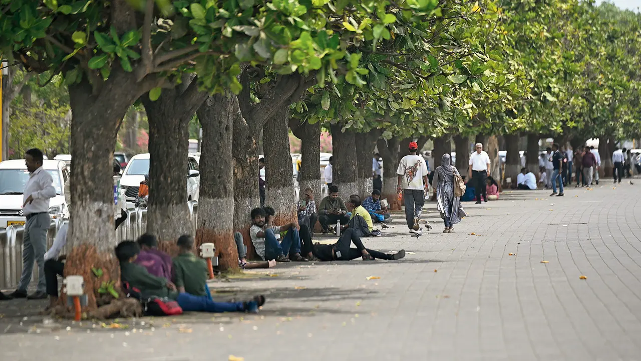 Trees provide pedestrians with refuge from the Summer swelter on Marine drive. Pics/Ashish Raje Trees provide pedestrians with refuge from the Summer swelter on Marine drive. Pics/Ashish Raje