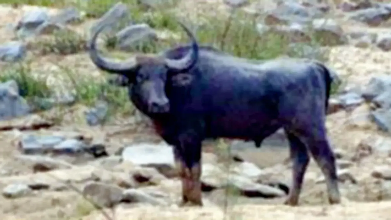 Kolamarka Wildlife SanctuaryDon’t let the buffalos here fool you into thinking they’re docile. Wild Water Buffaloes are known for their aggressive charges when provoked. The area was declared a conservation reserve in 2013, and a wildlife sanctuary in 2022. (Wild Water Buffalo. PIC COURTESY/Maharashtra Forest Department)
How to reachClosest railway station: Balharshah Junction, ChandrapurDrive time from Mumbai: 17 hours Kolamarka Wildlife SanctuaryDon’t let the buffalos here fool you into thinking they’re docile. Wild Water Buffaloes are known for their aggressive charges when provoked. The area was declared a conservation reserve in 2013, and a wildlife sanctuary in 2022. (Wild Water Buffalo. PIC COURTESY/Maharashtra Forest Department)
How to reachClosest railway station: Balharshah Junction, ChandrapurDrive time from Mumbai: 17 hours