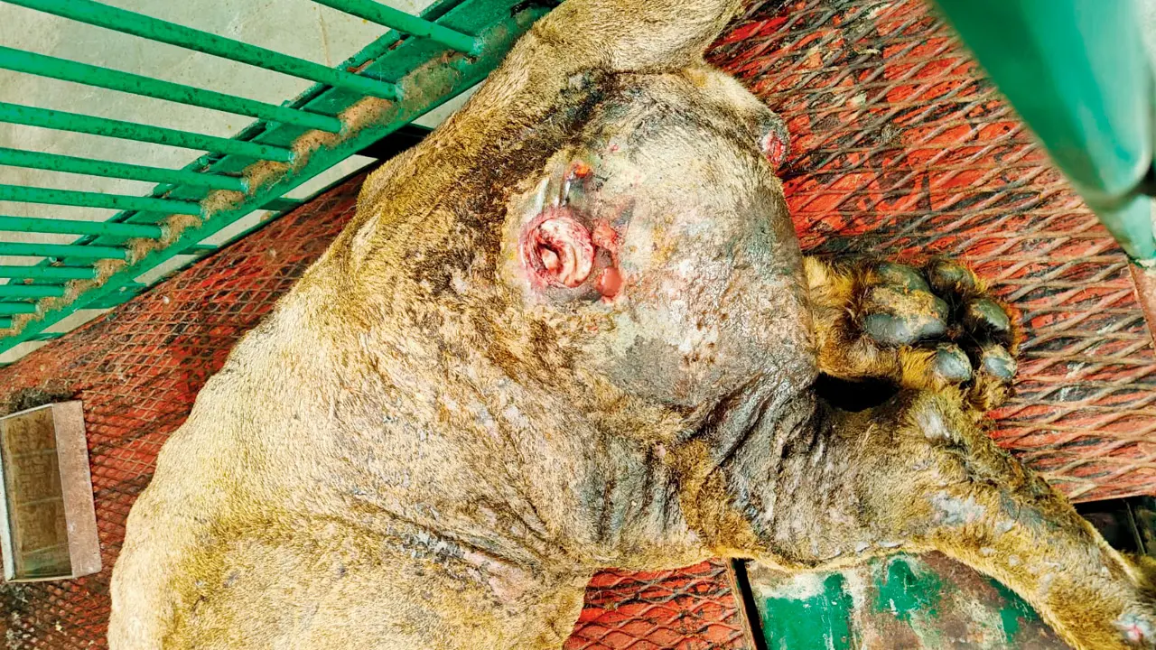 Mumbai: Sanjay Gandhi National Park lion Bharat in critical condition as organs fail Wounds visible on Bharat’s hind limbs