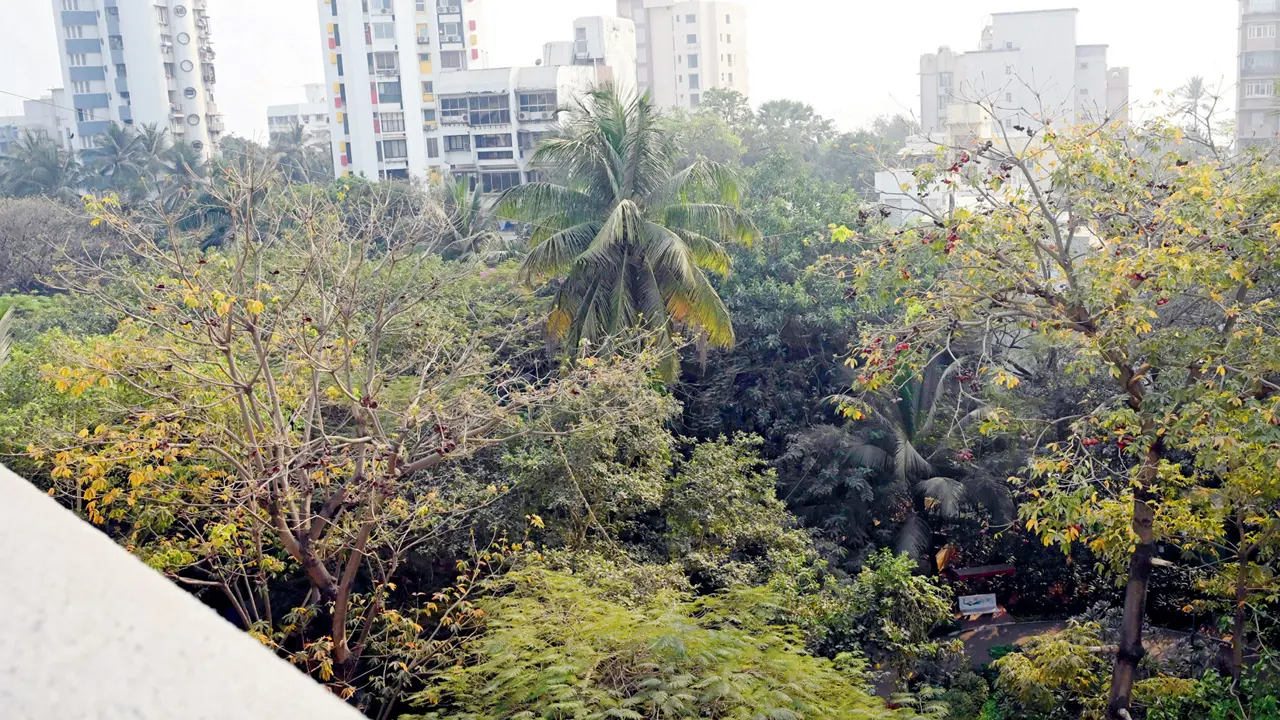 Influencers join Mumbai’s fight to save 2,000 trees from coastal road axe The activists are opposed to the plan to fell trees and mangroves in Versova to make way for the Coastal Road project. PICS/NIMESH DAVE