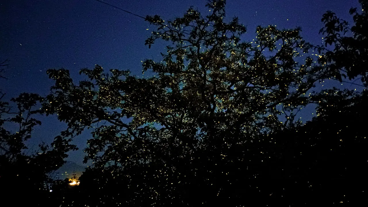 Let there be light: Going to see fireflies? Here's how you can be a responsible tourist this season Fireflies light up on a tree in Bhandardara. PIC COURTESY/MISCHIEF TREKS