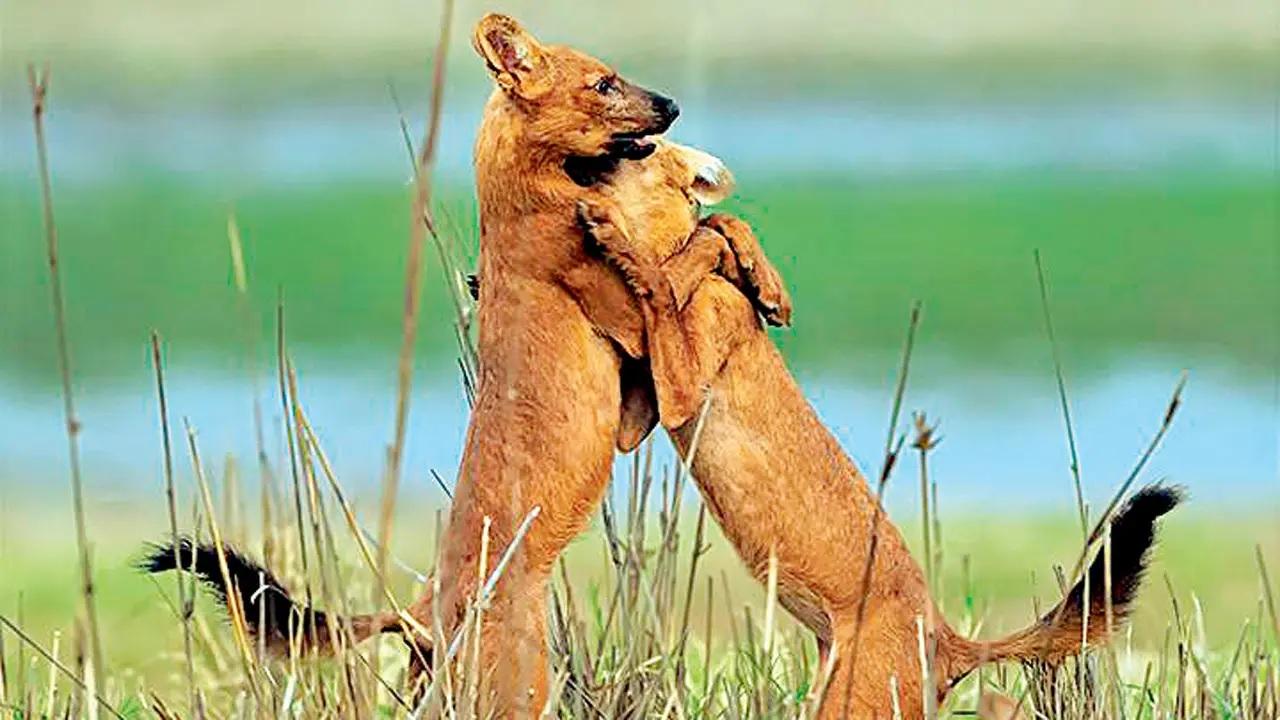 PaingangaNearly 90 km from the dense forests of Tipeshwar that are home to tigers, the Painganga Wildlife Sanctuary hosts a river ecosystem dotted by flora such as age-old arjun and amla trees. Keep an eye out for the Dhole that call the sanctuary spanning 325 sq km home. How to reachClosest railway station: KinwatDrive time from Mumbai: 11 hoursLog on to mtdc.co (for more information and lodging options near the sanctuaries) PaingangaNearly 90 km from the dense forests of Tipeshwar that are home to tigers, the Painganga Wildlife Sanctuary hosts a river ecosystem dotted by flora such as age-old arjun and amla trees. Keep an eye out for the Dhole that call the sanctuary spanning 325 sq km home. How to reachClosest railway station: KinwatDrive time from Mumbai: 11 hoursLog on to mtdc.co (for more information and lodging options near the sanctuaries)