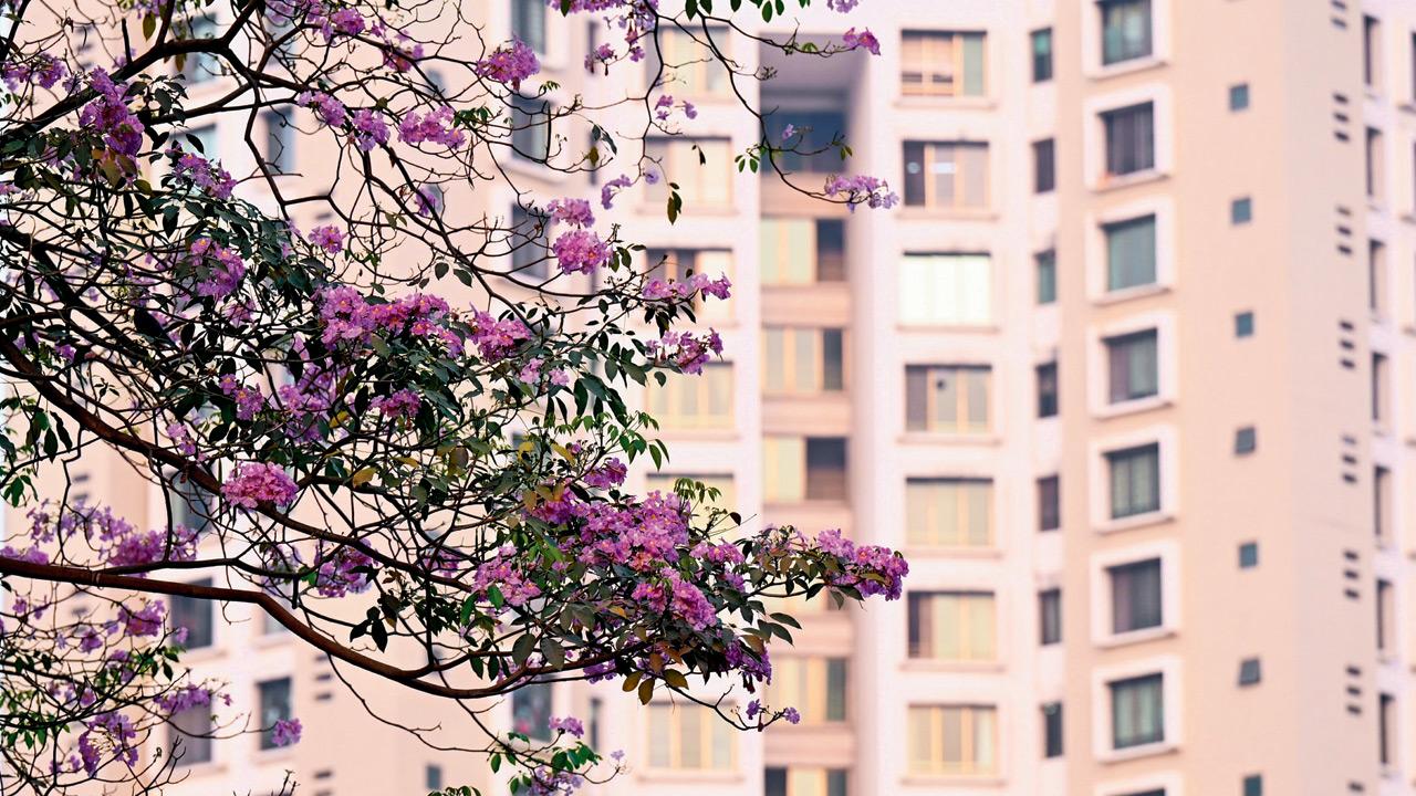 Tabebuia rosea, also called Pink poui or Rosy trumpet tree, often mistaken for Cherry blossom Tabebuia rosea, also called Pink poui or Rosy trumpet tree, often mistaken for Cherry blossom