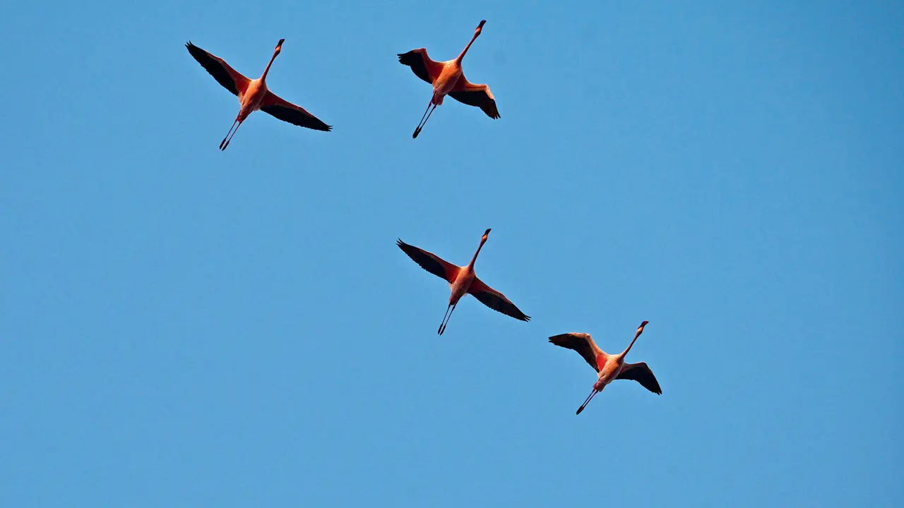 Migrating from breeding grounds in Gujarat and Iran, flamingos arrive in the Mumbai Metropolitan Region (MMR) between December and May