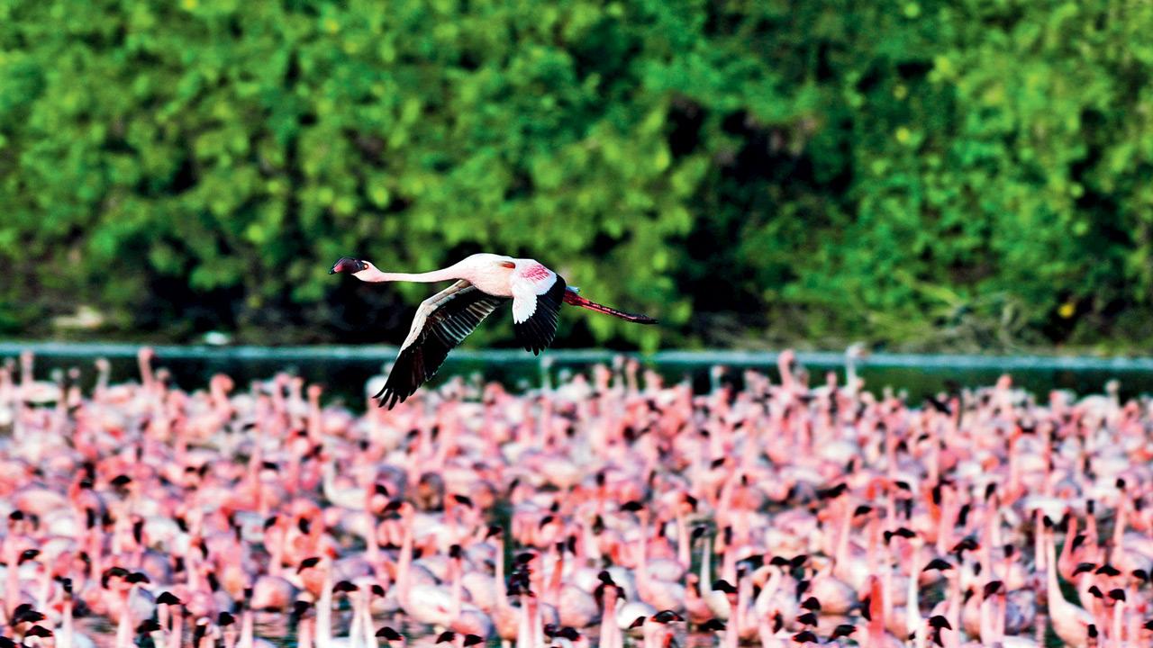 As winter sets in, flamingos typically return to feed in MMR wetlands once monsoon waters recede and drying begins, but sustained water levels have delayed their movement deeper into the season