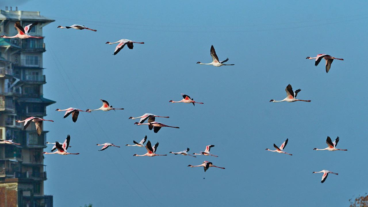 Among them, the lesser flamingo stands out in deeper pink hues with dark beaks, red eyes and a distinctive J-shaped neck, making it the most commonly spotted species in the city&rsquo;s wetlands