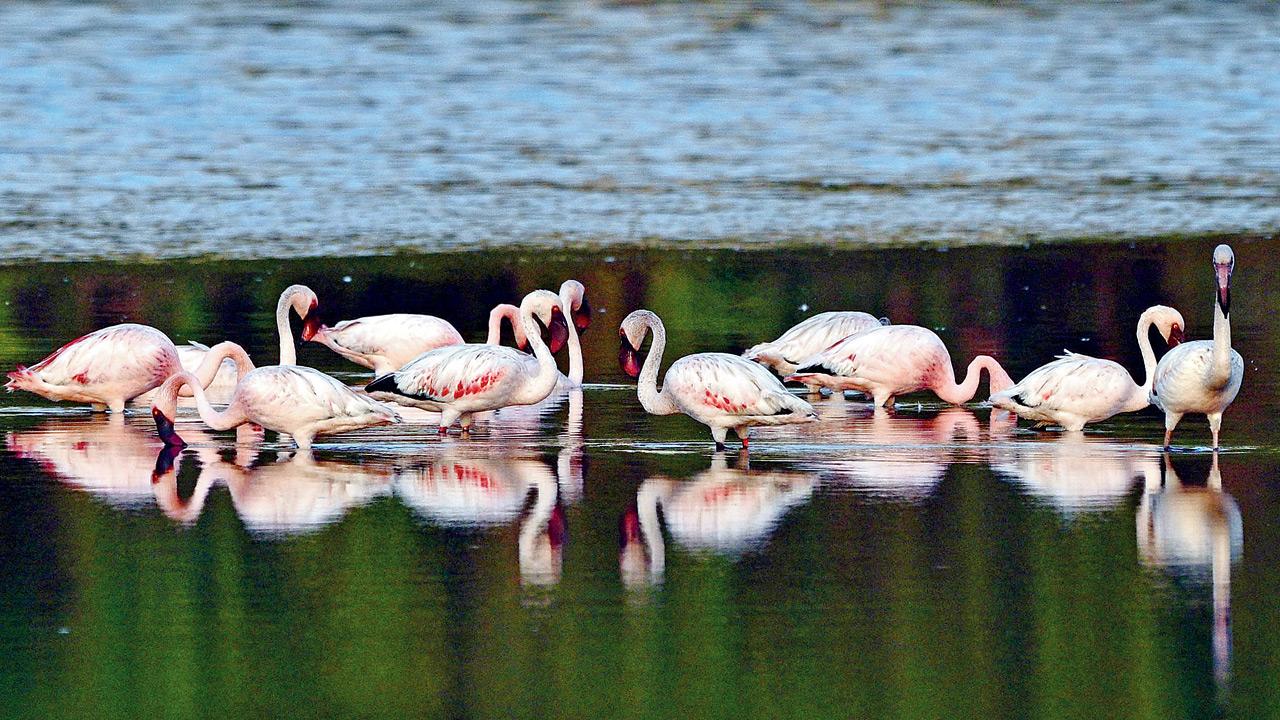 Nearly 90 per cent of the birds visiting Mumbai&rsquo;s wetlands are lesser flamingos, joined by a smaller number of greater flamingos, together transforming the landscape into a seasonal pink gathering