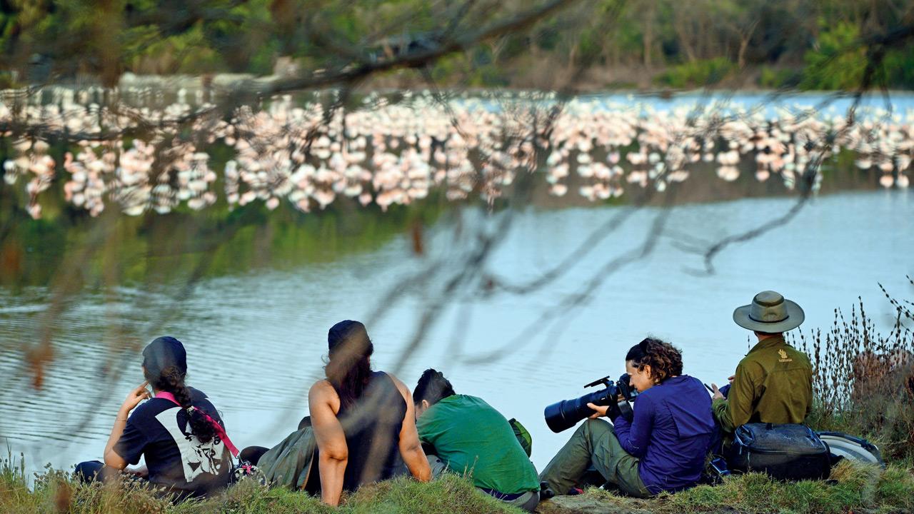 Tourists and enthusiasts watch as hundreds of flamingos turn Seawoods wetlands into a pink canvas.