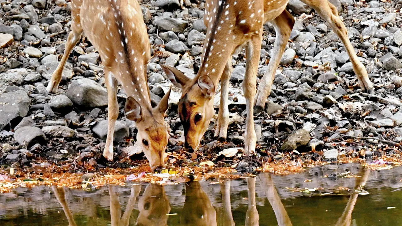 Mumbai Diary: Wednesday Dossier Pic/Satej Shinde
