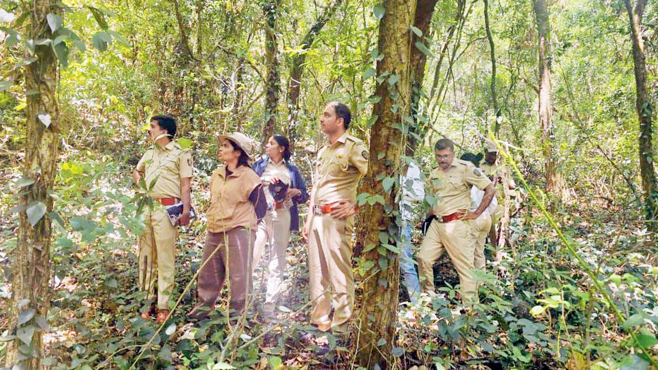 Survey of Indian giant squirrel underway in Bhimashankar Wildlife Sanctuary Forest officials during the survey at Bhimashankar Wildlife Sanctuary. Pics/Bhimashankar Forest Department