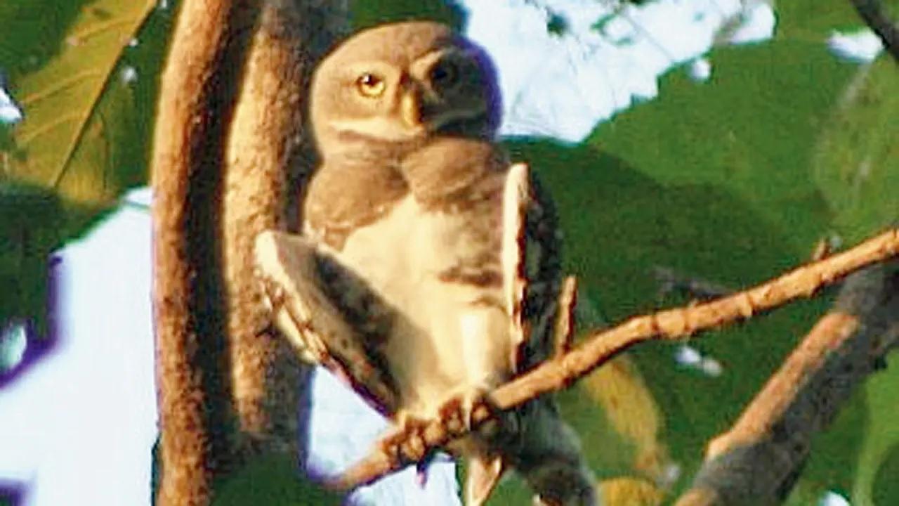 TansaNamed after the Tansa River this sanctuary is home to 280 bird species. Its biggest draw is the Forest Owlet, once thought to be extinct. Also keep an eye out for birds such as the Indian Cormorant, Wood Sandpiper, and Drongos. (Forest Owlet. PIC COURTESY/RAJU KASAMBE)
How to reachClosest railway station: AtgaonDrive time from Mumbai: 3 hours TansaNamed after the Tansa River this sanctuary is home to 280 bird species. Its biggest draw is the Forest Owlet, once thought to be extinct. Also keep an eye out for birds such as the Indian Cormorant, Wood Sandpiper, and Drongos. (Forest Owlet. PIC COURTESY/RAJU KASAMBE)
How to reachClosest railway station: AtgaonDrive time from Mumbai: 3 hours