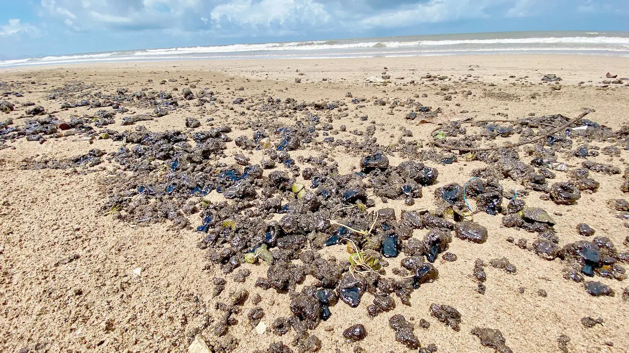 Mumbai’s shores turn slick again as tarballs mark another toxic season Tarballs being washed onto the shore are an annual occurrence in Mumbai. Pics/By Special Arrangement