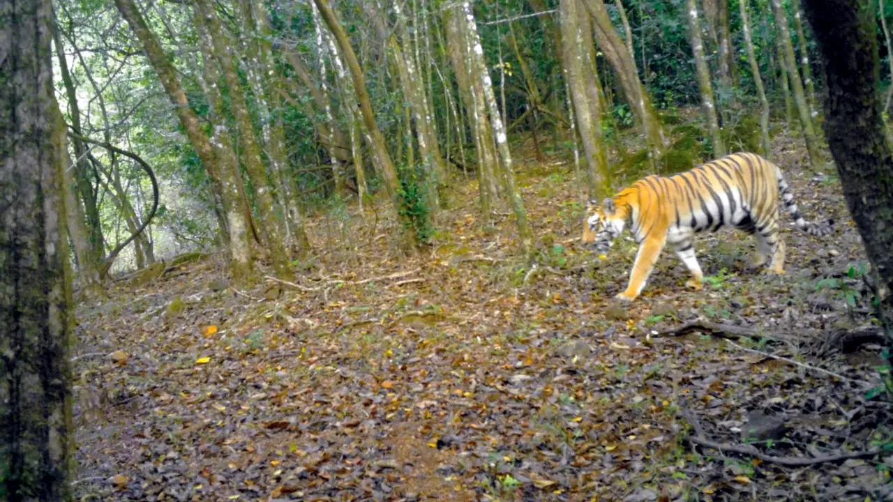 Hirkani (STR T6) captured on a camera, walking through the core forest area of Koyna. Pics/Sahyadri Tiger Reserve