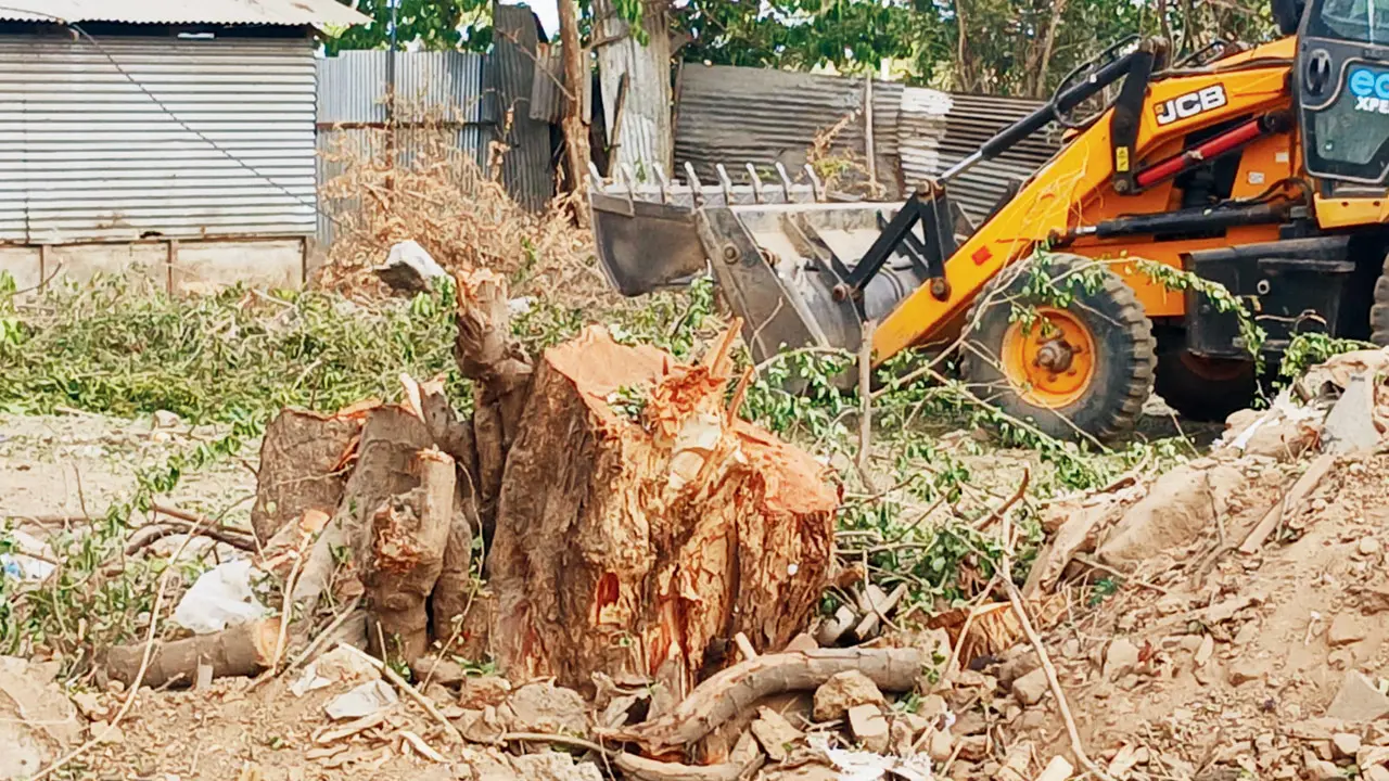 Trees axed in Kharghar’s Sector 34B