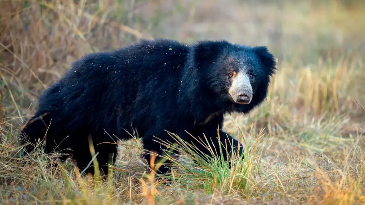 Maharashtra: Three booked in Nagpur after sloth bear dies of electrocution from illegal farm fence Illegal electric fence kills sloth bear in Nagpur (Representational image)