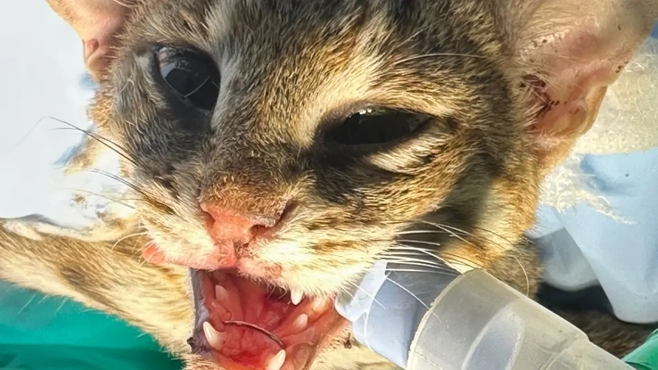 Rare rusty-spotted cat undergoes life-saving surgery after rescue in Mumbai Officials said performing surgery on such a small wild animal was highly challenging. Pic/Special Arrangement