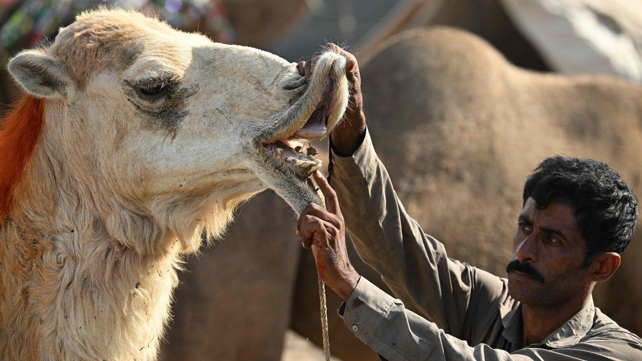 Since animals lose and develop teeth at specific stages of life, buyers commonly examine the front teeth to estimate age Since animals lose and develop teeth at specific stages of life, buyers commonly examine the front teeth to estimate age
