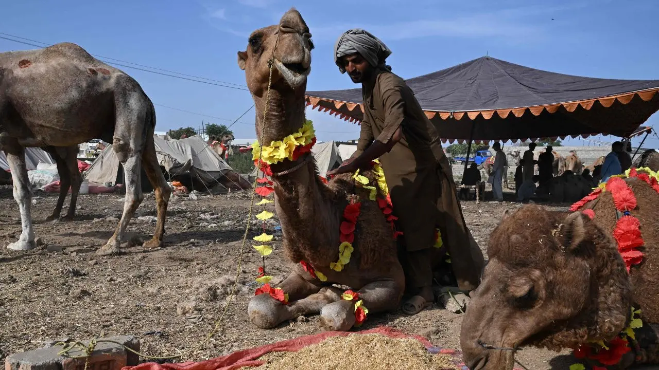 IN PHOTOS: Camel trade picks up in Pakistan ahead of Eid al-Adha sacrifice Traders transport camels on trucks at a livestock market ahead of Eid al-Adha celebrations in Islamabad. PICS/ AFP
