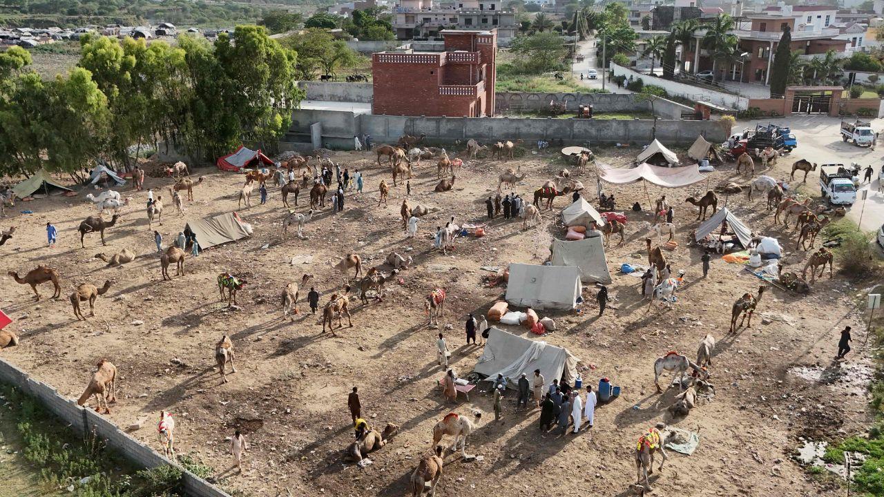 At livestock markets across India, Pakistan, the Middle East and parts of Africa, traders dealing in goats, camels, horses and cattle often inspect the animals’ teeth to determine their age, health and market value. At livestock markets across India, Pakistan, the Middle East and parts of Africa, traders dealing in goats, camels, horses and cattle often inspect the animals’ teeth to determine their age, health and market value.