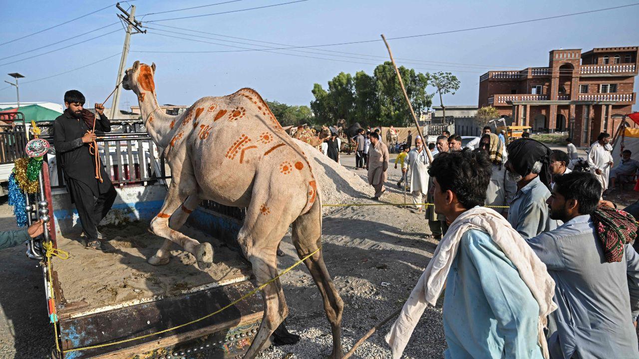 Younger animals are generally considered more valuable for breeding and meat quality, making dental inspection a key part of livestock trading practices Younger animals are generally considered more valuable for breeding and meat quality, making dental inspection a key part of livestock trading practices