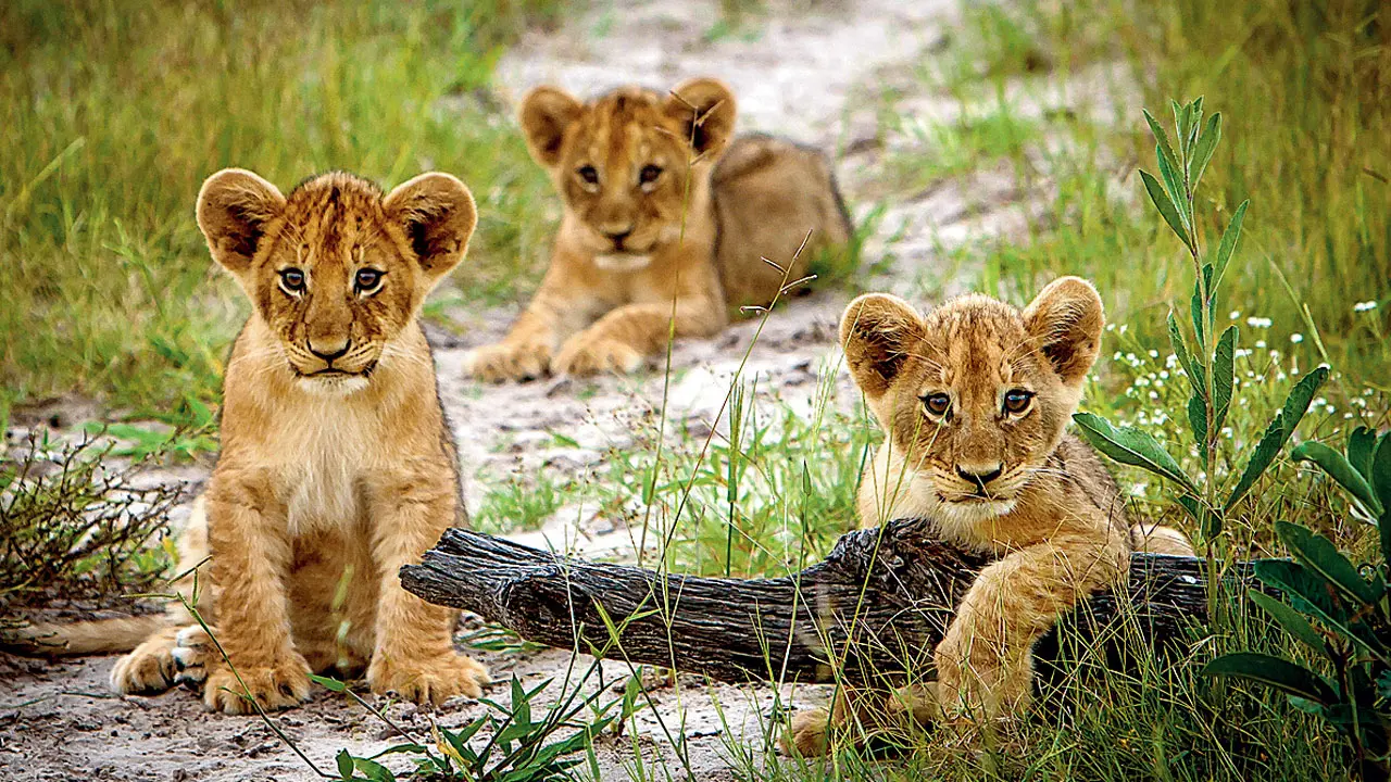 Eight lion cubs die of suspected Babesia infection in Gujarat Representation pic