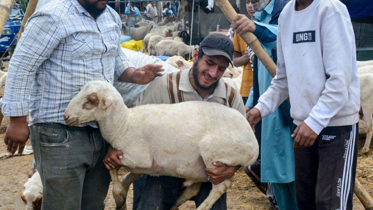 Markets across the country are witnessing large numbers, comparing prices and negotiating deals as preparations for Eid al-Adha Markets across the country are witnessing large numbers, comparing prices and negotiating deals as preparations for Eid al-Adha 