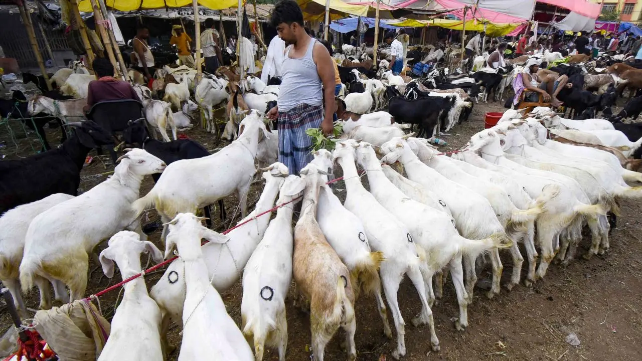 Livestock market buzzes with activity as people buy animals for sacrifice ahead of Eid al-Adha. PIC/PTI Livestock market buzzes with activity as people buy animals for sacrifice ahead of Eid al-Adha. PIC/PTI