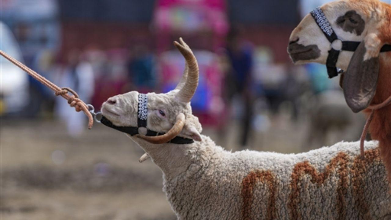 The livestock markets in several cities have also seen a surge in activity as people gather to take part in traditional customs associated with the festival The livestock markets in several cities have also seen a surge in activity as people gather to take part in traditional customs associated with the festival