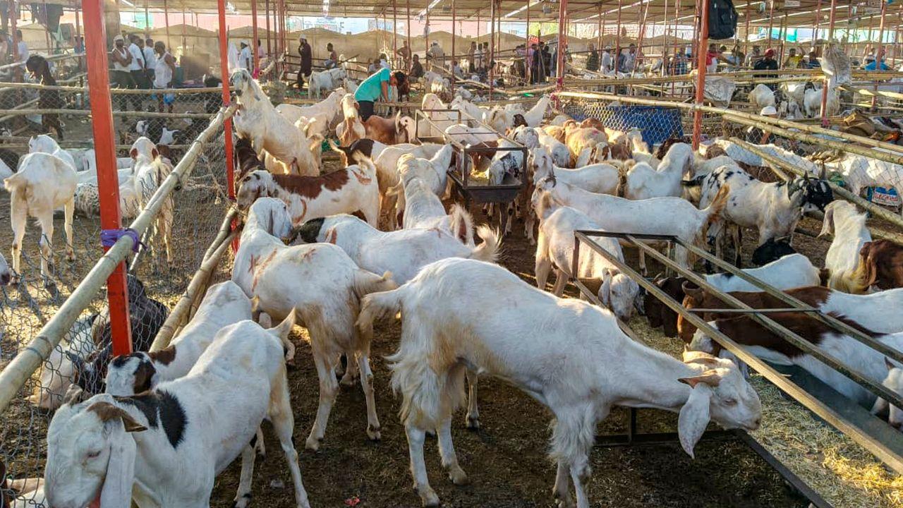 A problem that has emerged ahead of the festivities, especially in North India, is that many goats are falling ill because of the heat wave A problem that has emerged ahead of the festivities, especially in North India, is that many goats are falling ill because of the heat wave