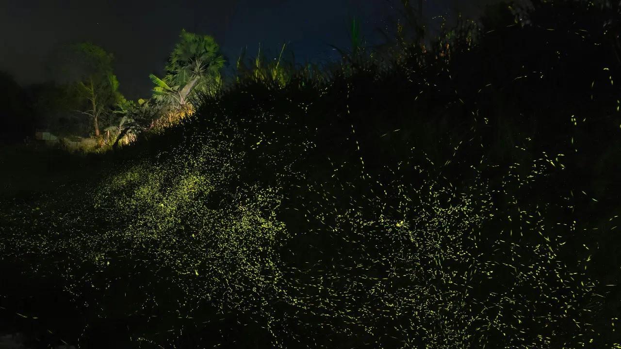 LightsWith visitors choosing to go solo, headlights from cars and flash photography adds to light pollution. Opt for group buses, and turn off your torches in the area