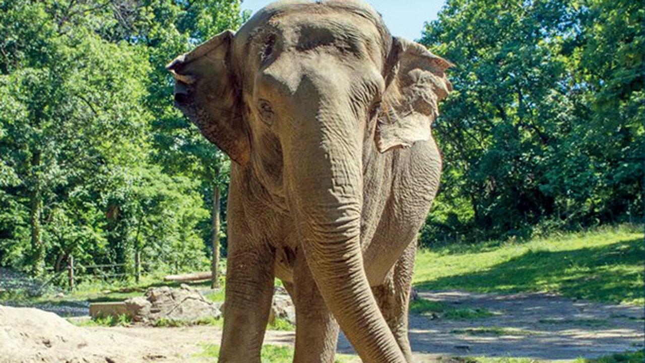 Bronx Zoo elephant Happy euthanised at age 55 after health decline Happy, at the Bronx Zoo. Pic Courtesy/WCS Bronx Zoo
