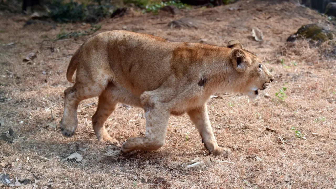 Officials said that the exchange is part of efforts to strengthen conservation, breeding and animal diversity initiatives. Representational Pic/File