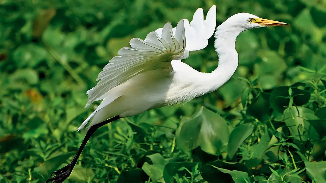 Great egret Great egret