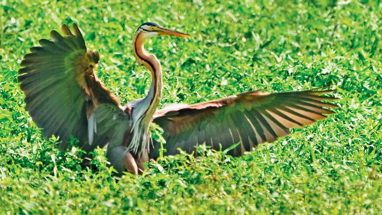 Purple heron Purple heron