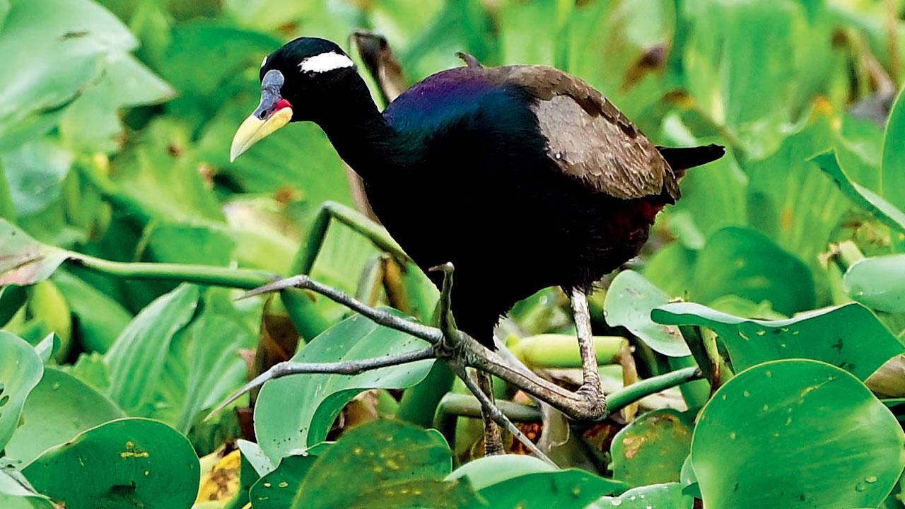 Bronze-winged jacana Bronze-winged jacana
