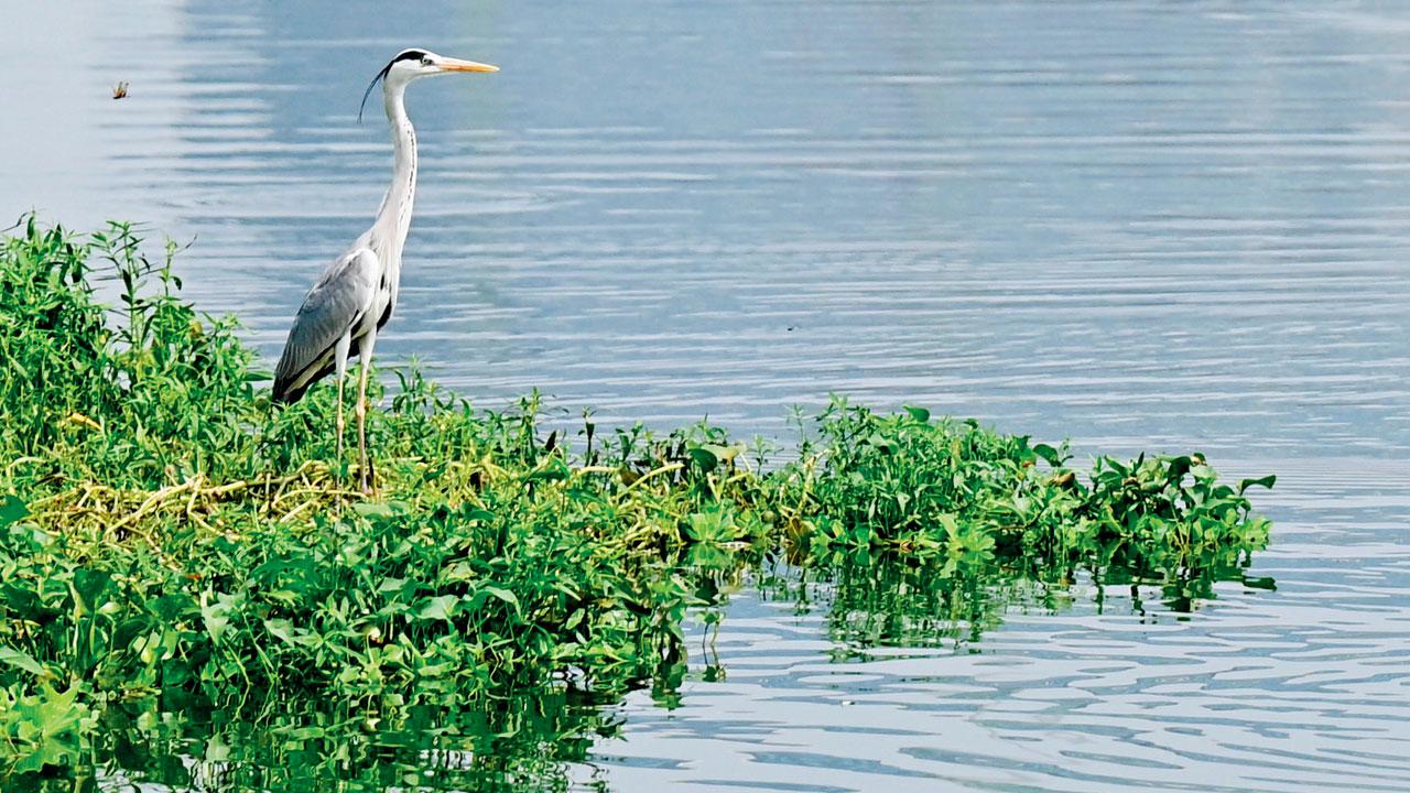 Grey heron Grey heron