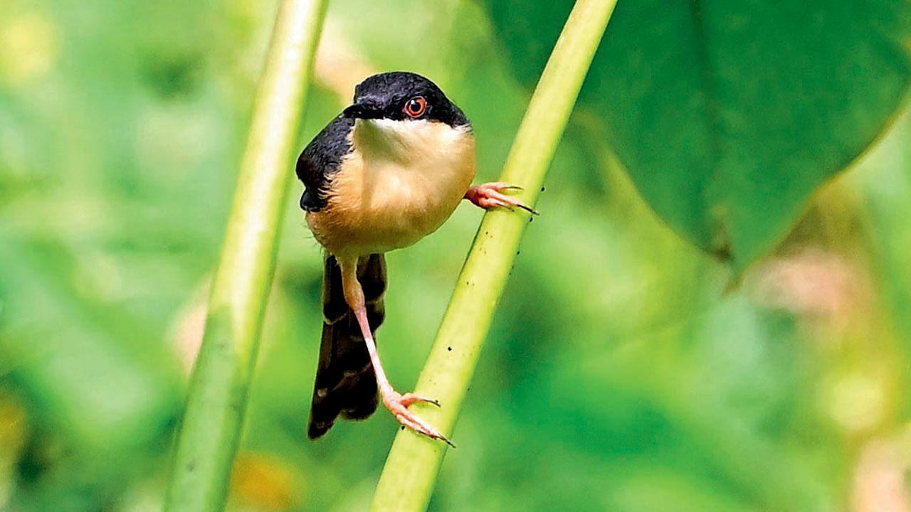 Ashy prinia Ashy prinia 