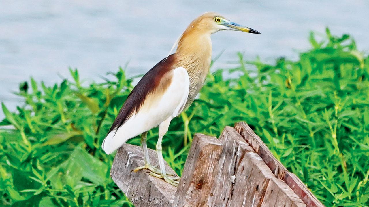Indian pond heron Indian pond heron 