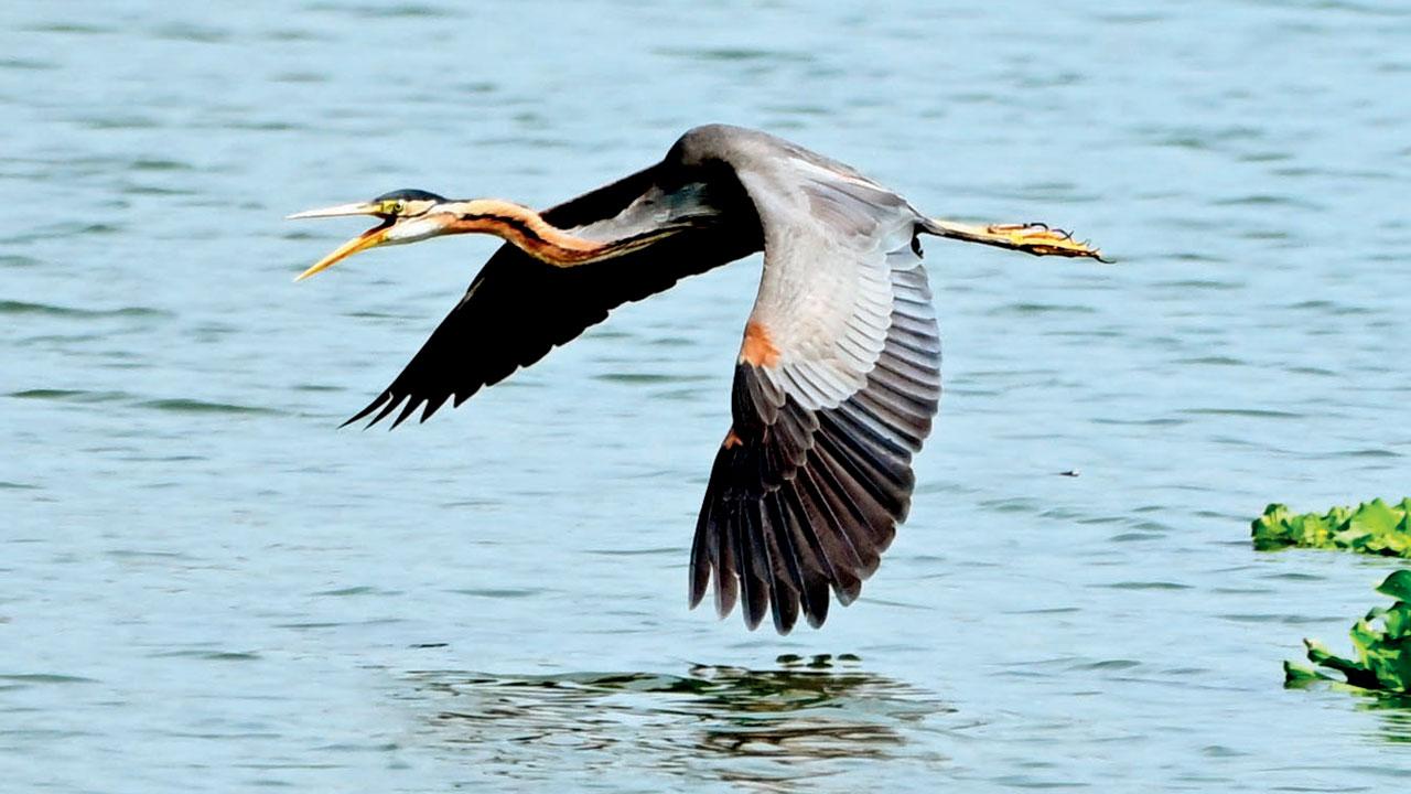 Purple heron Purple heron 
