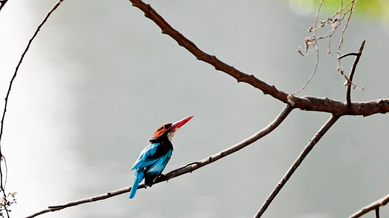 White-throated kingfisher White-throated kingfisher