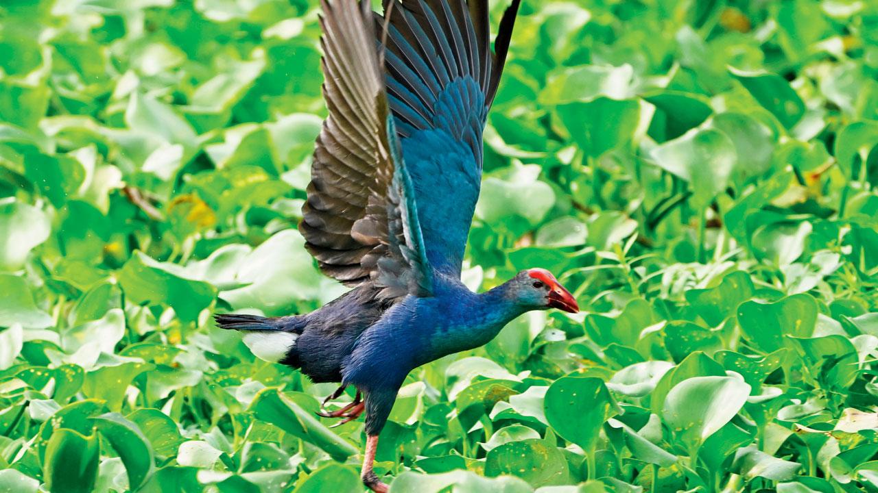 Grey-headed swamphen Grey-headed swamphen 