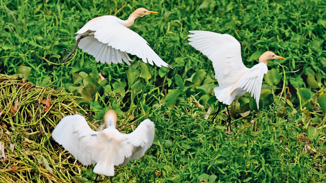 Eastern cattle egrets Eastern cattle egrets