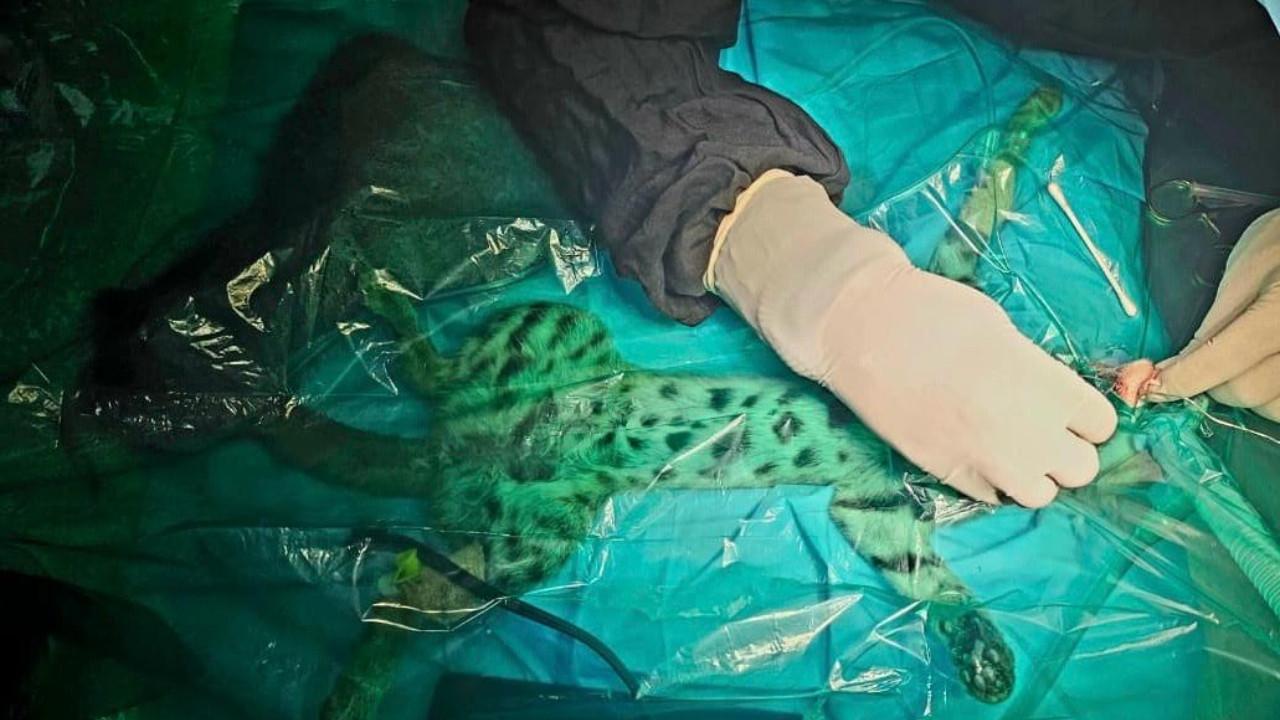 IN PHOTOS: Rare rusty-spotted cat's life-saving surgery in Mumbai The critically injured wild cat was rescued jointly by the Resqink Association for Wildlife Welfare (RAWW) and the Forest Department. Pics//Special Arrangement (Story/Ranjeet Jadhav)