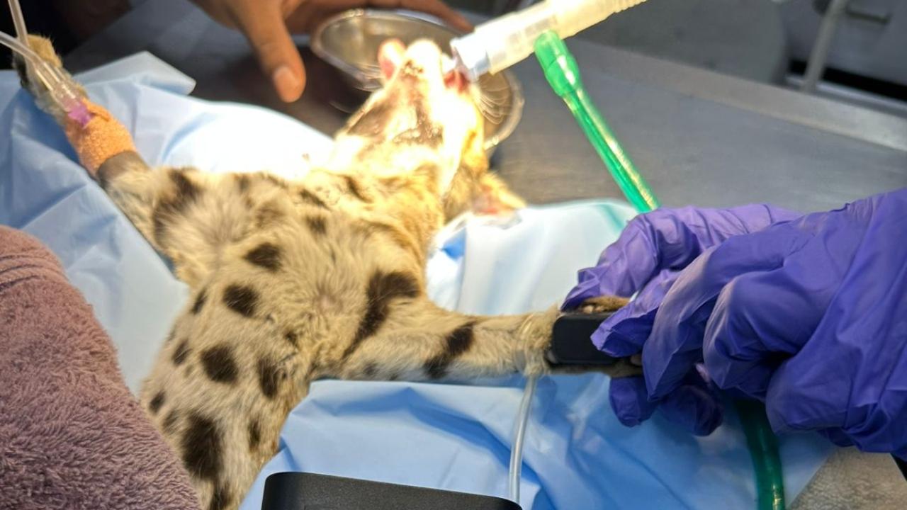 According to wildlife officials, the animal was found with serious facial injuries, suspected to have been caused by a collision with a hard object