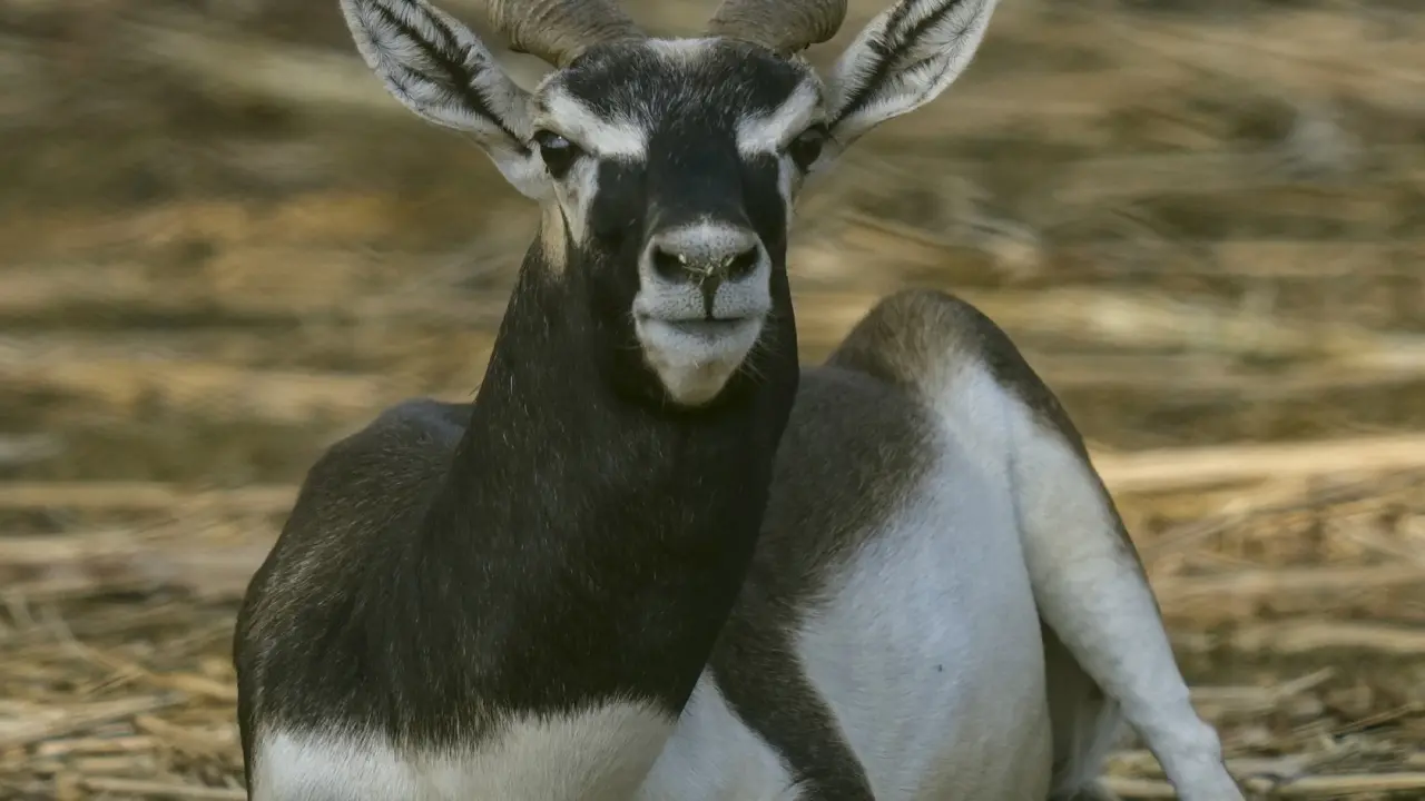 Visitors can spot herds of &lsquo;nilgai&rsquo;, blackbuck, spotted deer and sloth bears moving freely within their designated habitats