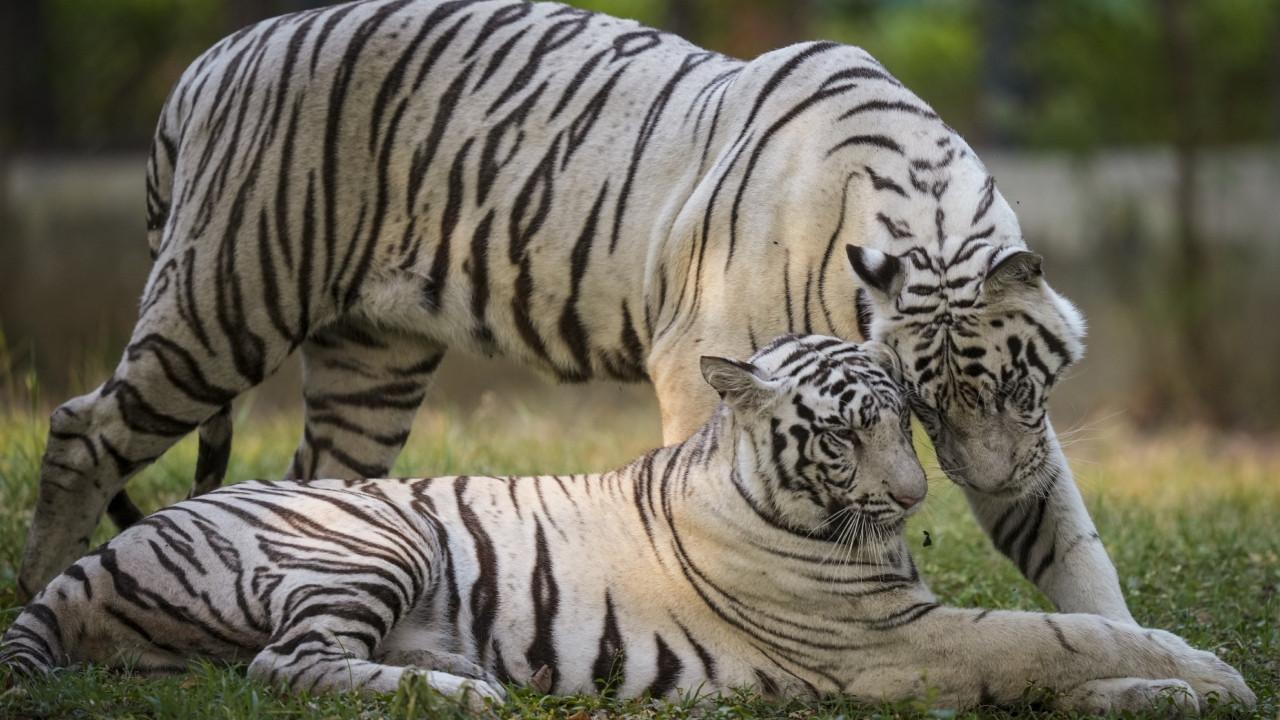 IN PICS: White tigers, sloth bears and other wildlife at Nandanvan Jungle Safari Among the prominent attractions are white tigers and tigers, which remain a major highlight for visitors. Pics/PTI