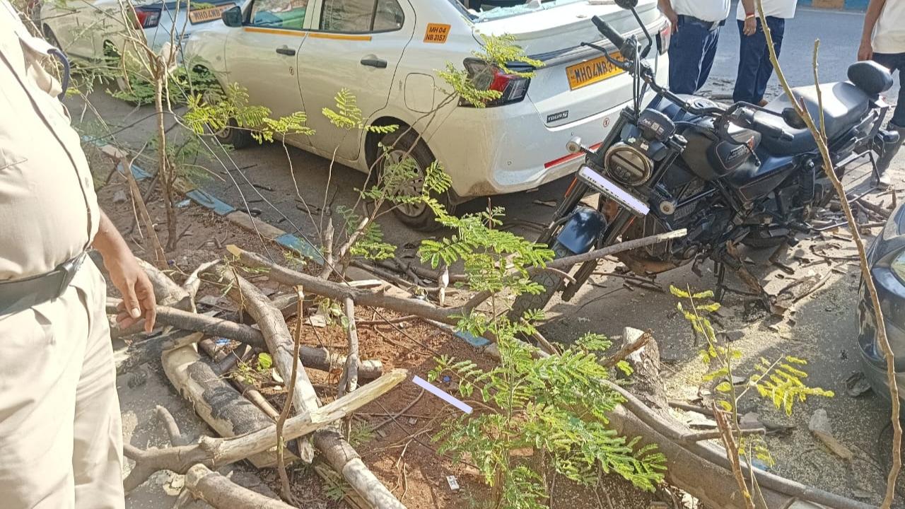 Fire brigade teams later cut and removed the tree, clearing the area and restoring normal movement