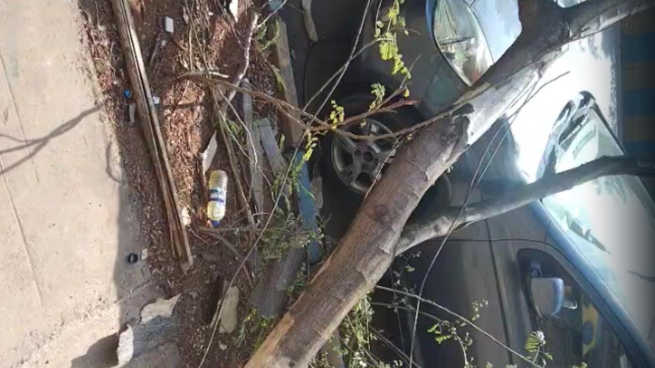 Officials said that the fallen tree caused minor damage to a Harley-Davidson motorcycle, a Maruti Suzuki Dzire and a Hyundai i10 parked at the site